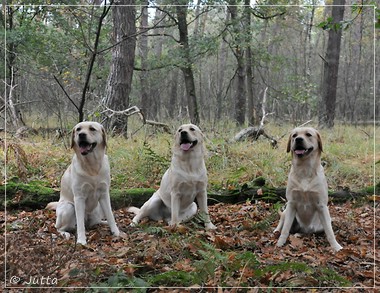 Joyful Lab's Eye-Catching Girl & Entire my Girl