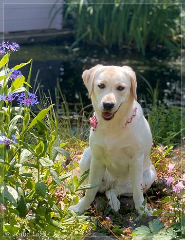 Joyful Lab's Excellent Girl - Brbel