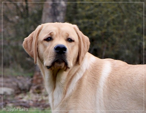 Joyful Lab's European Boy - Ean