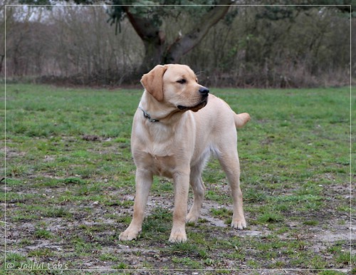 Joyful Lab's European Boy - Ean