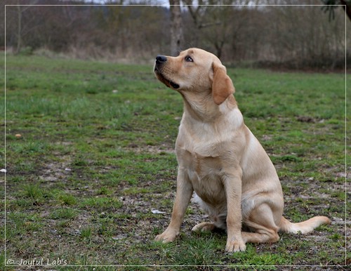 Joyful Lab's European Boy - Ean