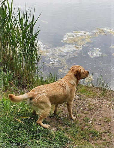 Joyful Lab's European Boy - Ean