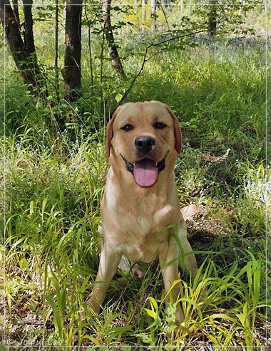 Joyful Lab's European Boy - Ean