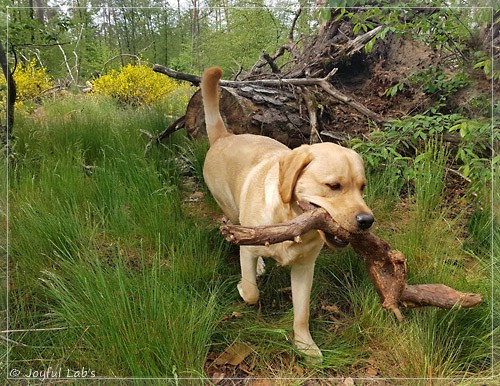 Joyful Lab's European Boy - Ean