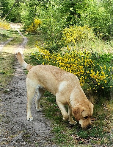 Joyful Lab's European Boy - Ean