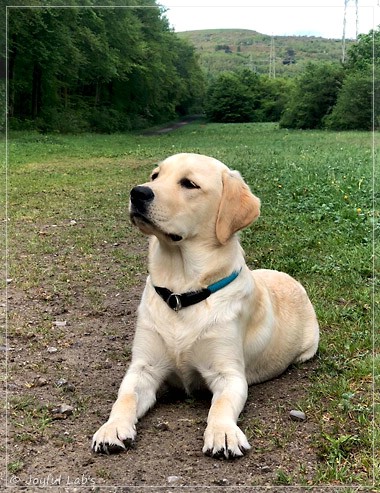 Joyful Lab's Easy-Going Boy - Fiete