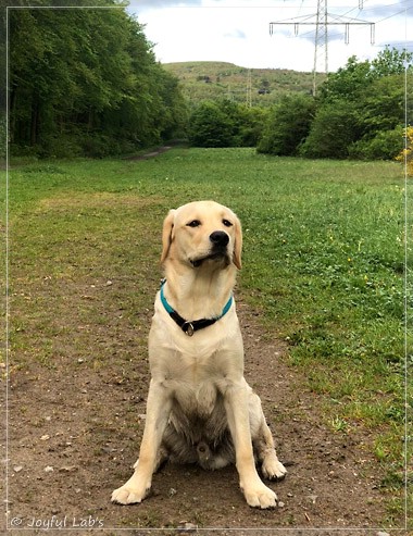 Joyful Lab's Easy-Going Boy - Fiete