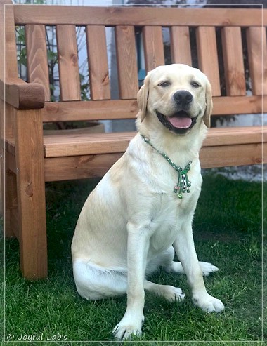 Joyful Lab's Easy-Going Boy - Fiete