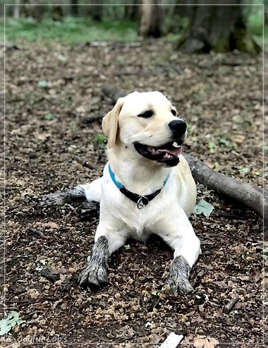 Joyful Lab's Easy-Going Boy - Fiete