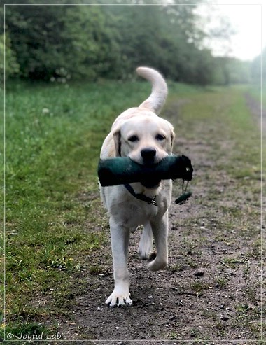 Joyful Lab's Easy-Going Boy - Fiete