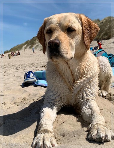 Joyful Lab's Cheeky Girl - Greta