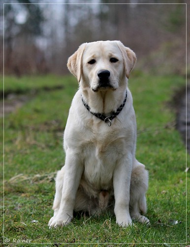 Joyful Lab's Escort Boy - Luis