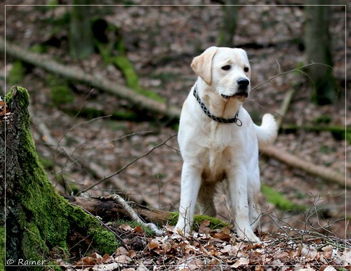 Joyful Lab's Escort Boy - Luis