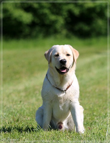 Joyful Lab's Escort Boy - Luis