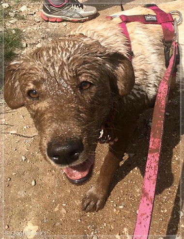 Joyful Lab's Eagerly Girl - Ruby