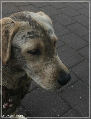 Joyful Lab's Eagerly Girl - Ruby