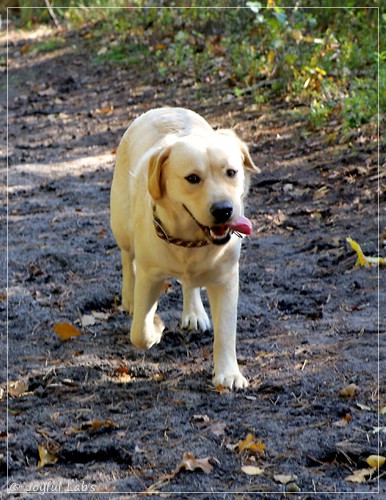 Joyful Lab's Eye-Catching Girl