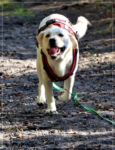 Joyful Lab's Excellent Girl