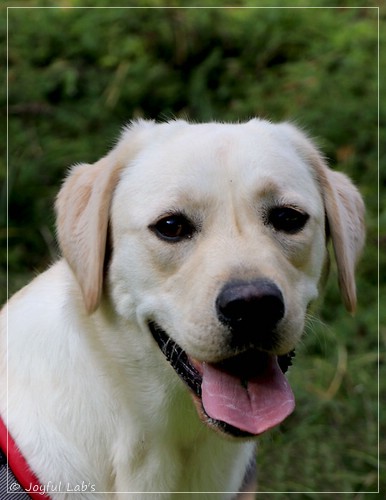 Joyful Lab's Excellent Girl