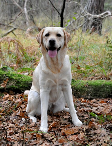 Joyful Lab's Cheeky Girl - Greta