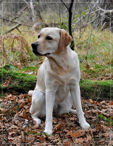 Joyful Lab's Cheeky Girl - Greta