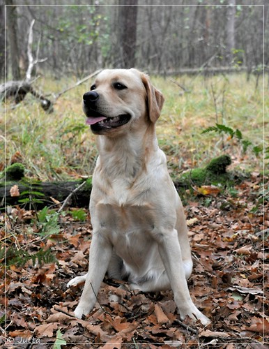 Joyful Lab's Entire my Girl - Frieda