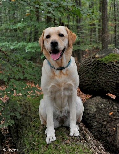 Joyful Lab's Cheeky Girl - Greta