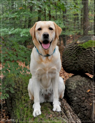 Joyful Lab's Cheeky Girl - Greta