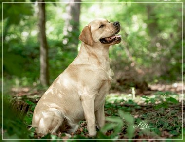 Joyful Lab's European Boy - Ean