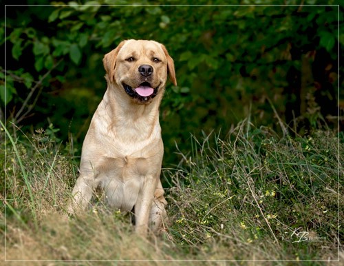 Joyful Lab's European Boy - Ean