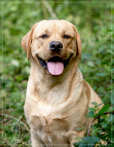 Joyful Lab's European Boy - Ean