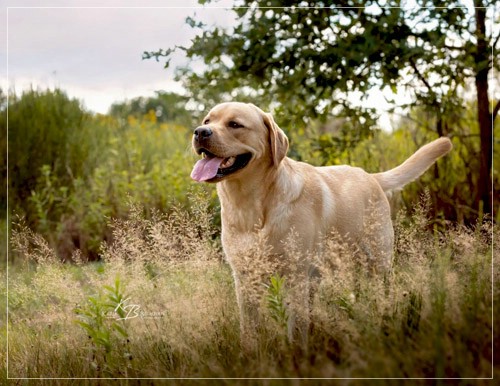 Joyful Lab's European Boy - Ean