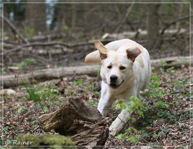 Joyful Lab's Escort Boy - Luis