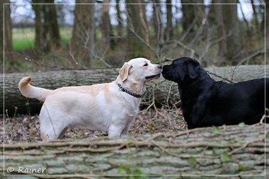 Joyful Lab's Escort Boy - Luis