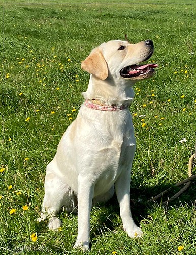 Joyful Lab's Excellent Girl - Brbel