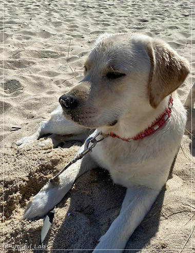 Joyful Lab's Excellent Girl - Brbel