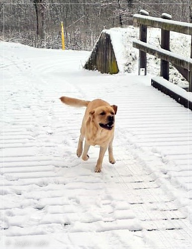 Joyful Lab's European Boy - Ean