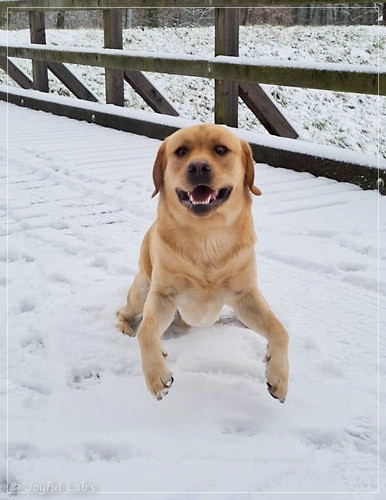 Joyful Lab's European Boy - Ean