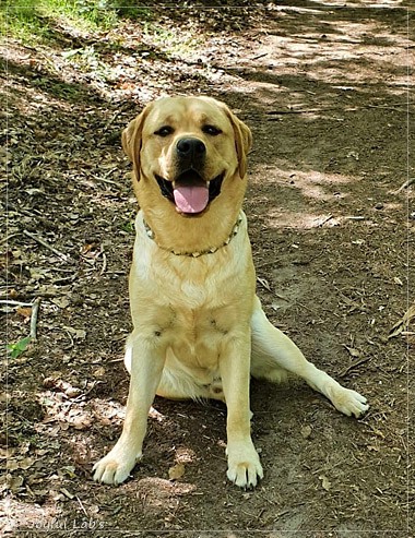 Joyful Lab's European Boy - Ean