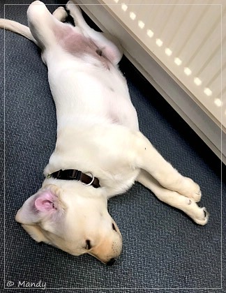 Joyful Lab's Easy-Going Boy - Fiete Joyful Lab's Easy-Going Boy - Fiete