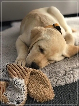 Joyful Lab's Easy-Going Boy - Fiete Joyful Lab's Easy-Going Boy - Fiete