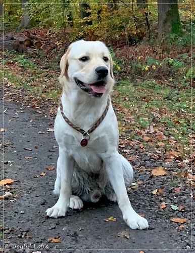 Joyful Lab's Easy-Going Boy - Fiete