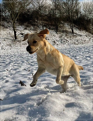 Joyful Lab's Entire my Girl - Frieda