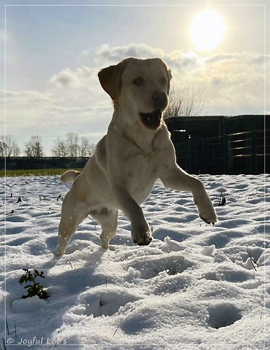 Joyful Lab's Cheeky Girl - Greta