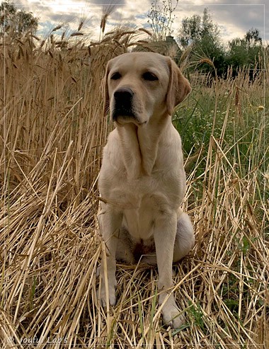 Joyful Lab's Cheeky Girl - Greta