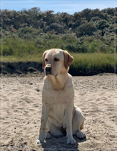 Joyful Lab's Cheeky Girl - Greta