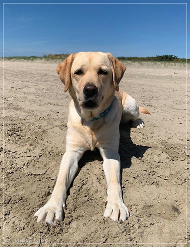 Joyful Lab's Cheeky Girl - Greta