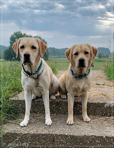 Joyful Lab's Entire my Girl - Frieda und Joyful Lab's Cheeky Girl - Greta