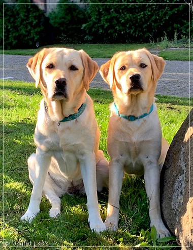 Joyful Lab's Entire my Girl - Frieda und Joyful Lab's Cheeky Girl - Greta