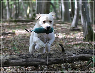 Joyful Lab's Escort Boy - Luis